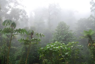 Read more about the article Los desafíos de la conservación de los bosques lluviosos y su importancia para la biodiversidad y el clima global.